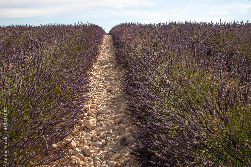 Fototapeta premium Violet lavender field. Lavender fields, Provence, France.