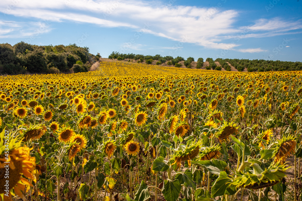 Sunflower field in Valensole Provence France