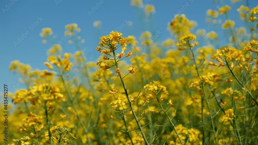 Rapeseed canola yellow flowers in cultivated field Rapeseed canola yellow flowers in cultivated field