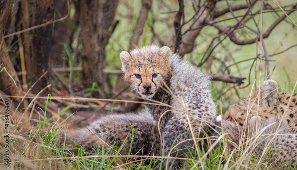 Cheetah with kittens in Masai Mara, Kenya Cheetah with kittens in Masai Mara, Kenya