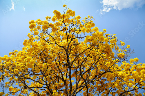 yellow ipe bloom detail with blue sky
