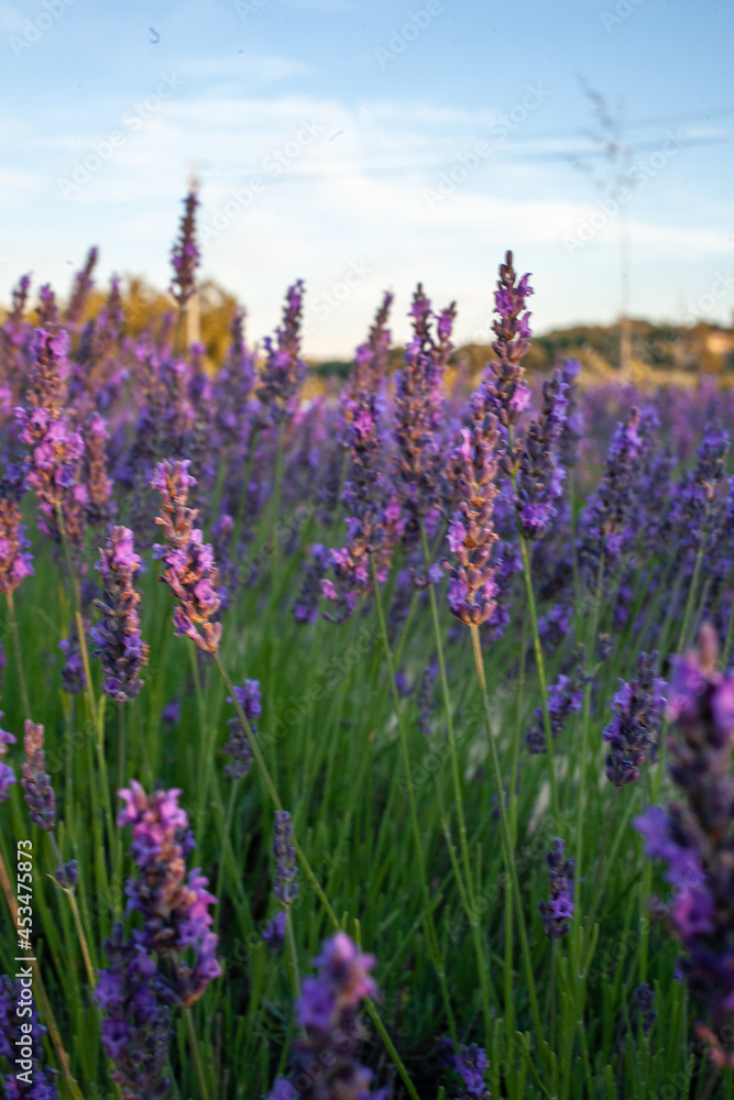 Fototapeta premium Sunset over a violet lavender field. Lavender fields, Provence, France.