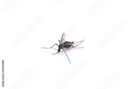 mosquito on white background