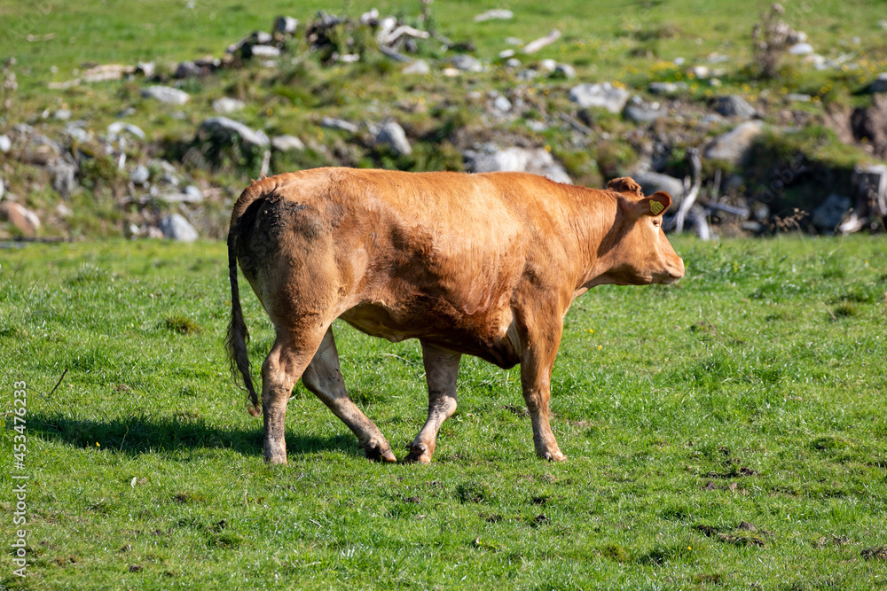 Cows grazing,Helgeland,Nordland county,Northern Norway,scandinavia,Europe Cows grazing,Helgeland,Nordland county,Northern Norway,scandinavia,Europe