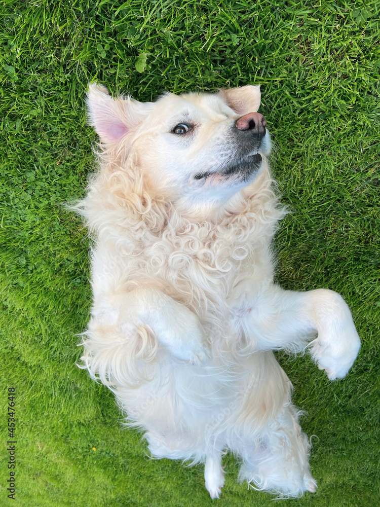 A purebred white golden retriever laying on the grass belly up A purebred white golden retriever laying on the grass belly up