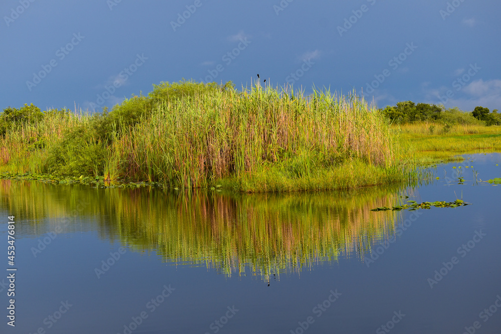 Fototapeta premium Yellow, red and green swamp grass reflecting in the swamp