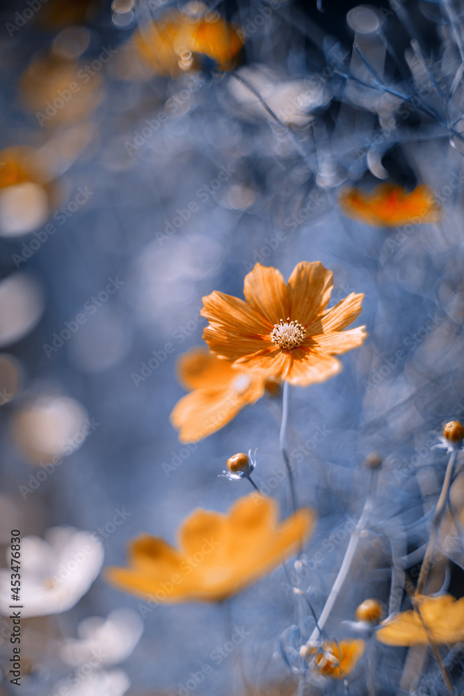 Fototapeta premium Letnie kwiaty. Kosmos onętek w pomarańczowej tonacji. Mexican aster. Cosmos flowers. 