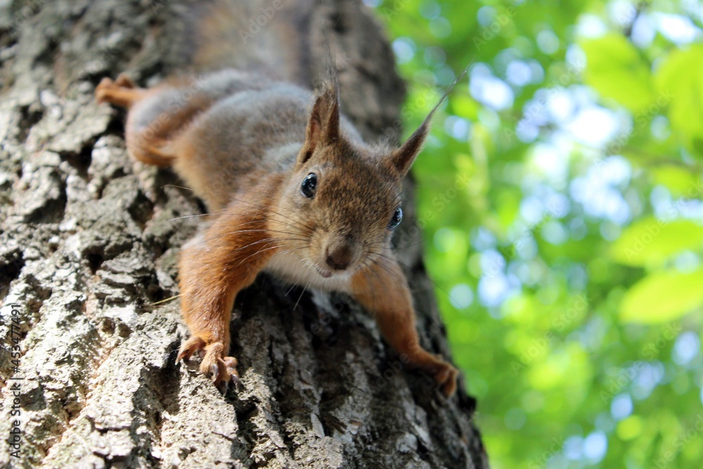 squirrel in the forest