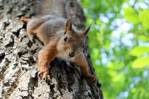 squirrel in the forest © Оля Власова