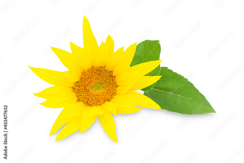 Obraz premium Blooming sunflower on a white background, sunflower isolate