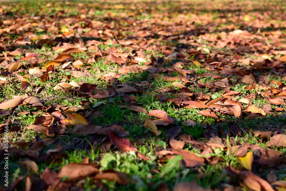 Beautiful contrasting autumn leaves on the green grass of the park on a sunny day