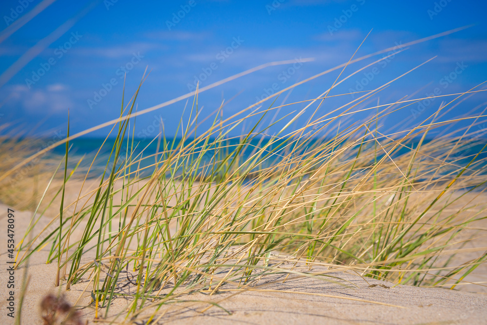 Fototapeta premium Dünen am Ostseestrand von Kühlungsborn, Deutschland