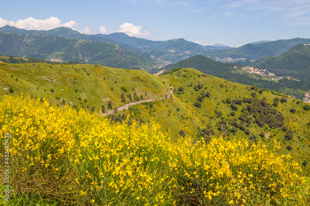 View from the trail of Genoa Mura park (Parco delle Mura), in springtime with many broom flowers,  Italy