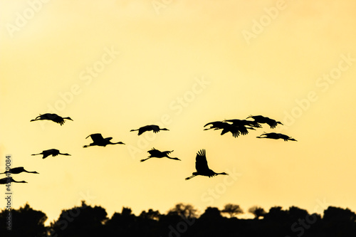 Cranes flight - sillhuette photo