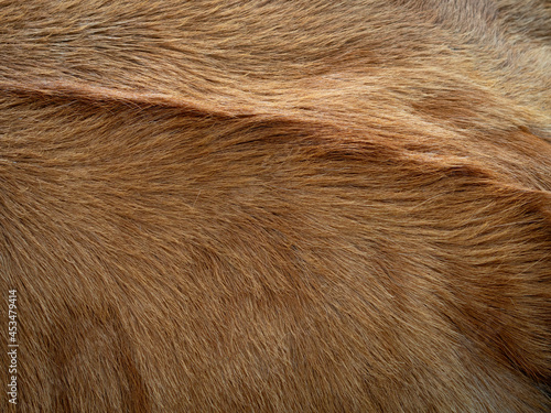 Brown cow fur in the detail - texture