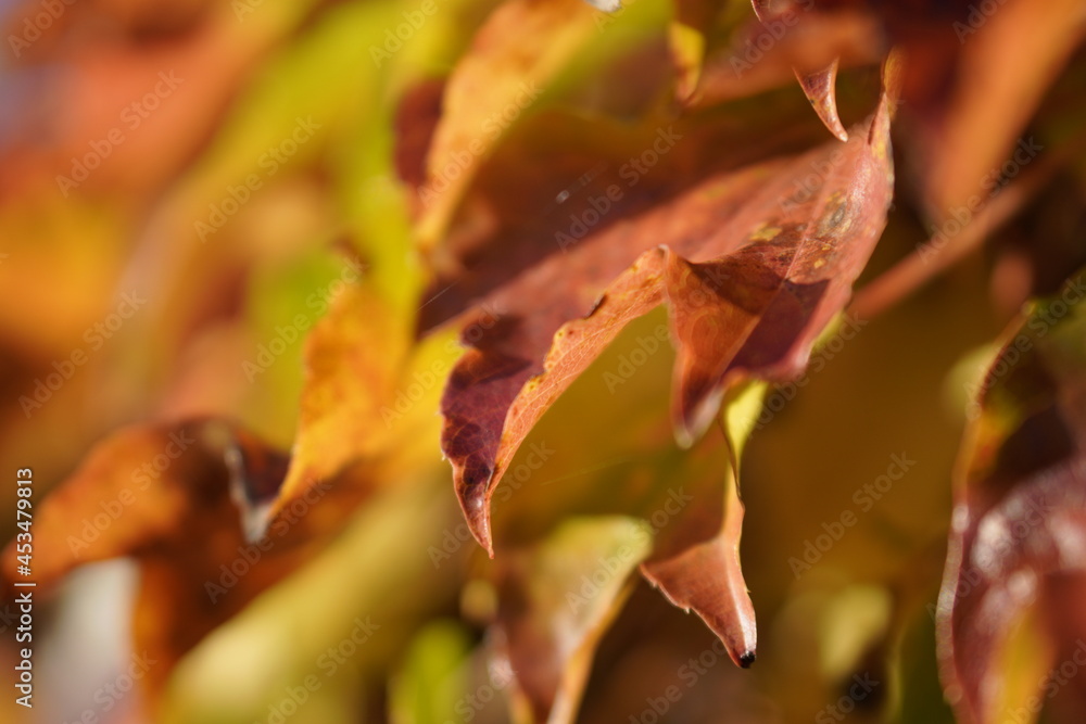 bright coloured autumn leaves lightened by evening sung bright coloured autumn leaves lightened by evening sung
