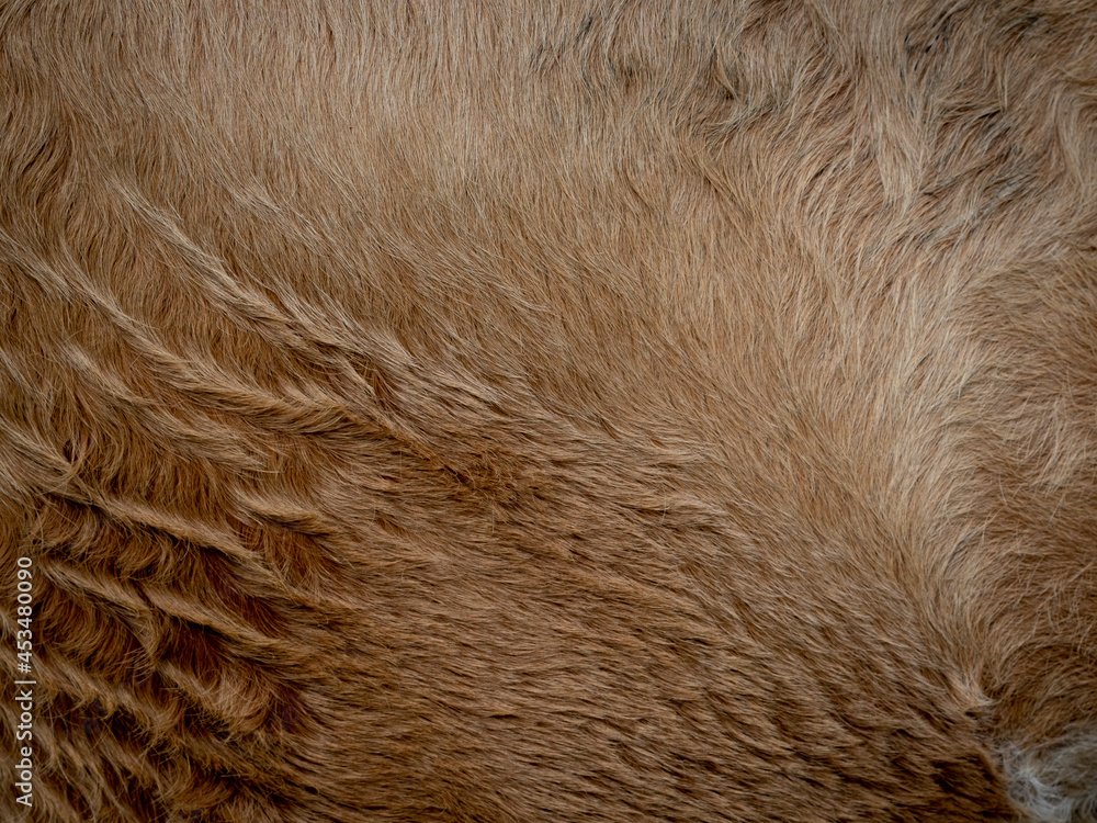 Brown cow fur in the detail - texture Brown cow fur in the detail - texture