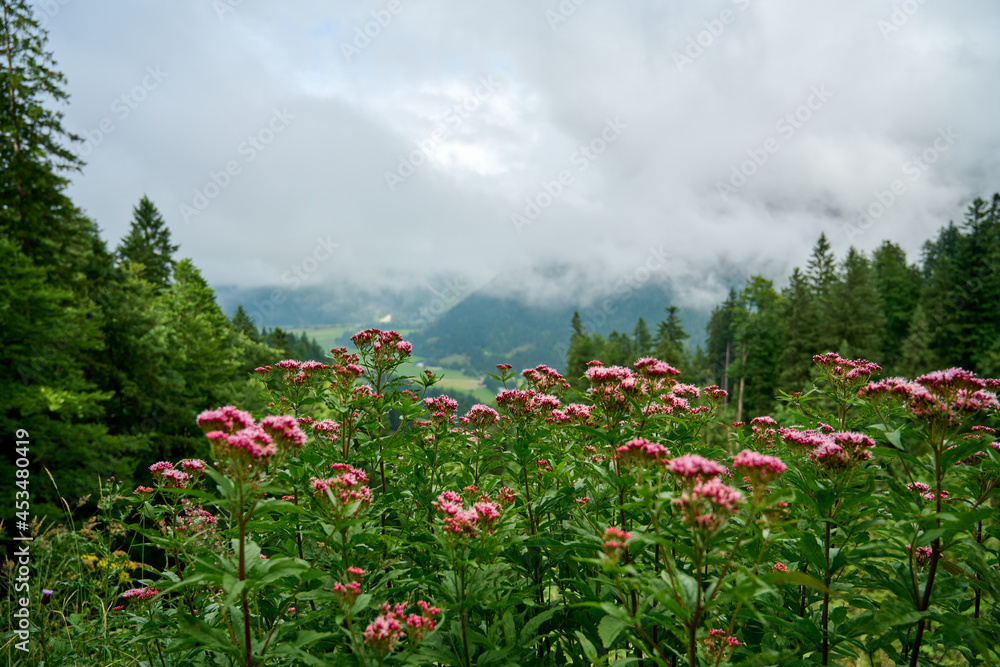View towards Austrian Alps over purple flowers. The mountains are shrouded in clouds and have something mysterious about them. 