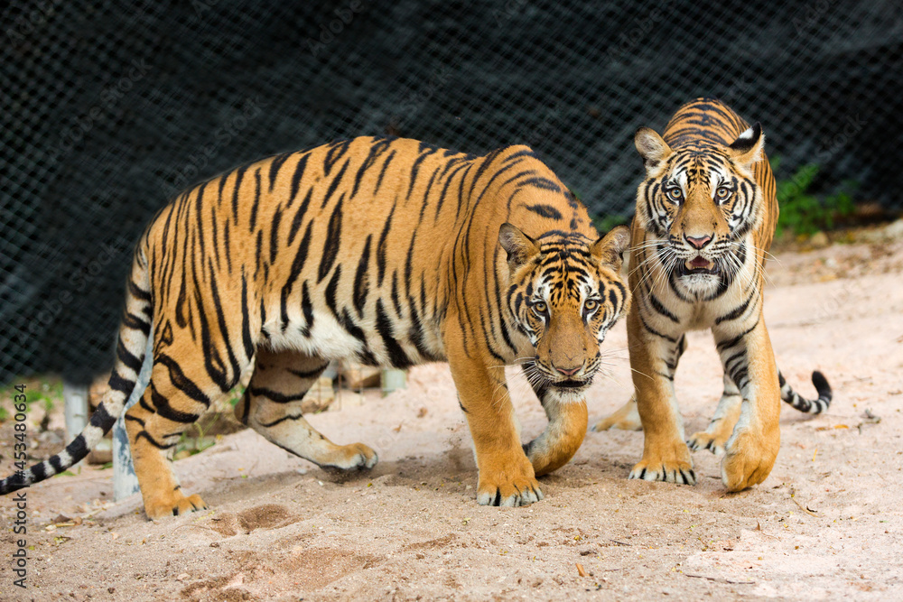bengal tiger standing with bamboo bushes in background