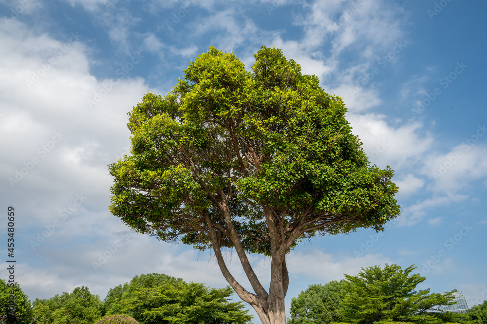 A tree in the park under the blue sky has a big crown A tree in the park under the blue sky has a big crown