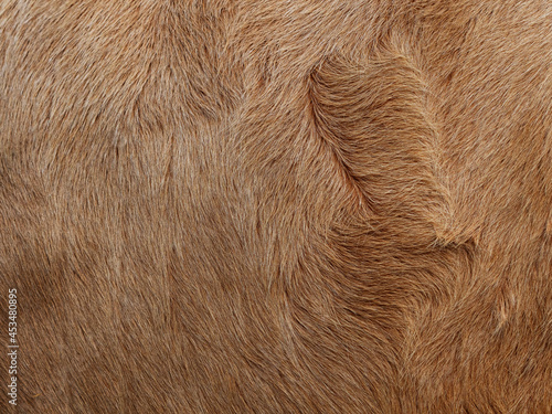Brown cow fur in the detail - texture