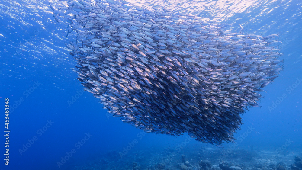 Seascape with Bait Ball, School of Fish in the turquoise water of coral reef in Caribbean Sea, Curacao Seascape with Bait Ball, School of Fish in the turquoise water of coral reef in Caribbean Sea, Curacao