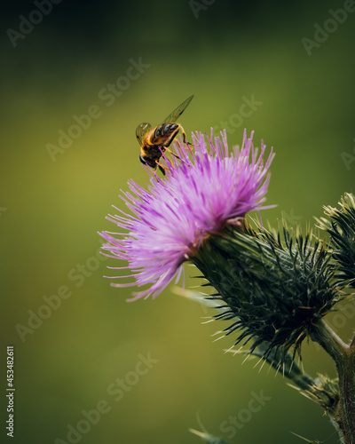 bee on a flower © MACRO BLOOMS