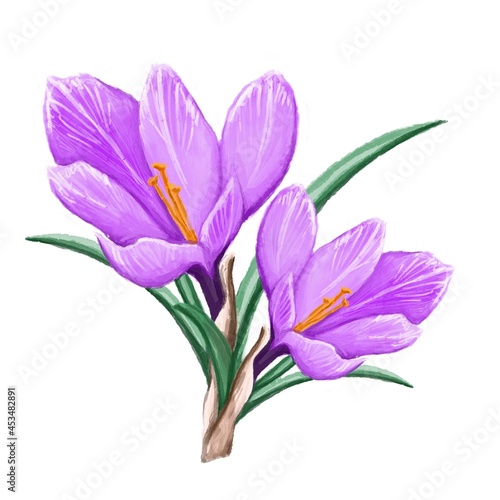 purple crocus flowers in watercolour style 