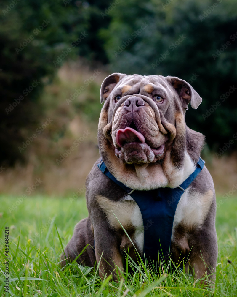 close up of lilac tri english bulldog close up of lilac tri english bulldog
