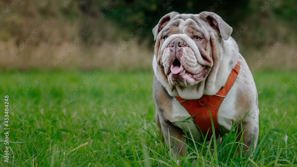 merle english bulldog sitting on grass