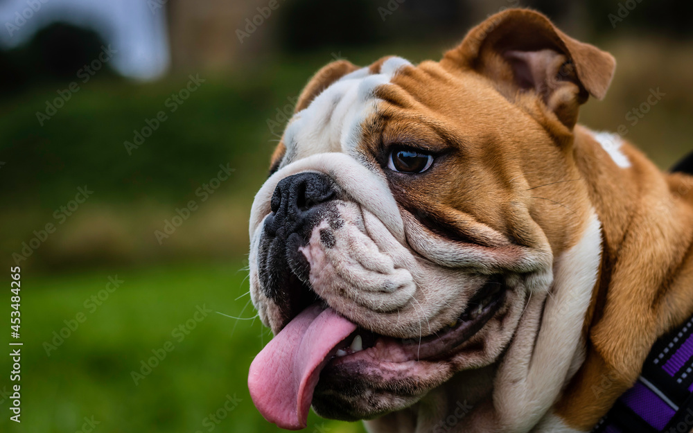 headshot of standard english bulldog puppy