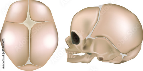 Anatomy of the Newborn Skull. Lateral view and view from the top. Cranial sutures and fontanels. photo