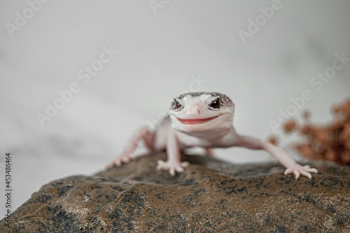 Leopard gecko photo