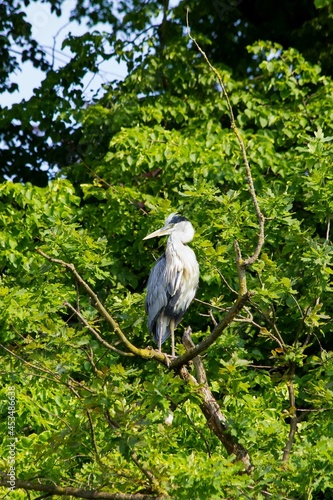 Great blue heron sitting in a tree © simonmuß