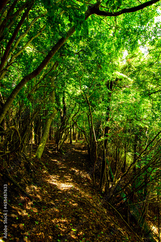 Obraz premium path in the forest