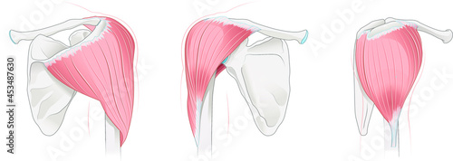 Shoulder anatomy. Delta muscles. Vector illustration