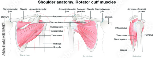 Foto Shoulder anatomy