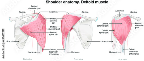 Photographie Shoulder anatomy. Deltoid muscle. Labeled vector illustration