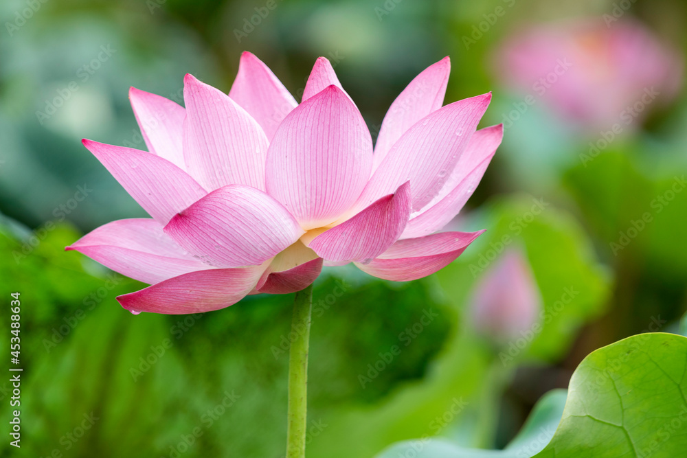 A pink lotus blossomed in a beautiful blurry background.