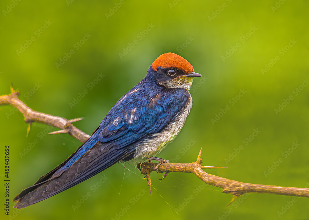 Wire tail swallow resting on a branch Wire tail swallow resting on a branch