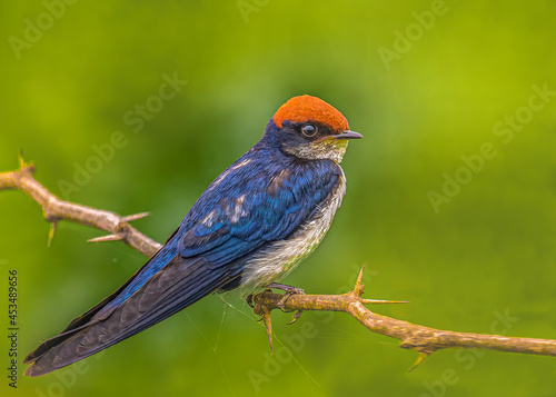 Wire tail swallow resting on a branch