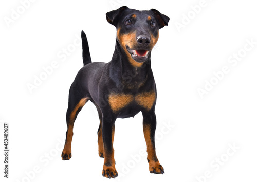 Pretty dog breed Jagdterrier standing isolated on white background