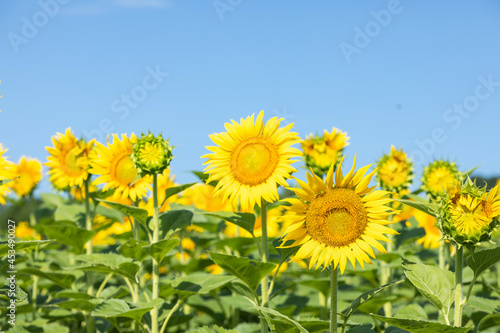 Sunflowers  Standing tall and shining Bright