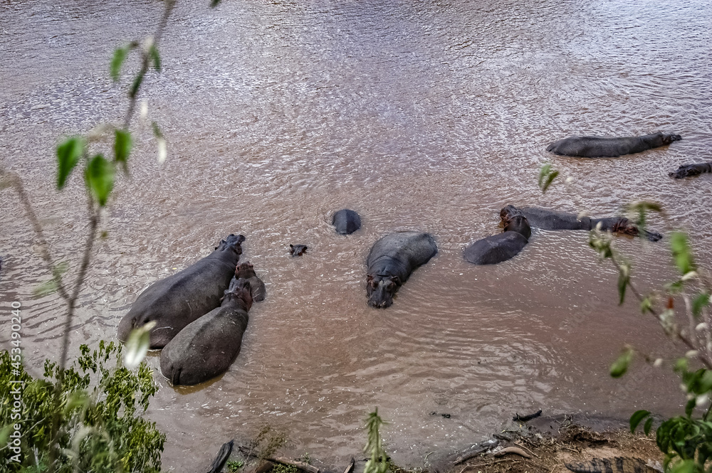 Fototapeta premium hippopotamus swimming in the wilderness 