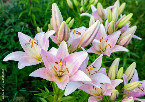 Beautiful pink lilies with blooming flowers and buds in the summer garden.