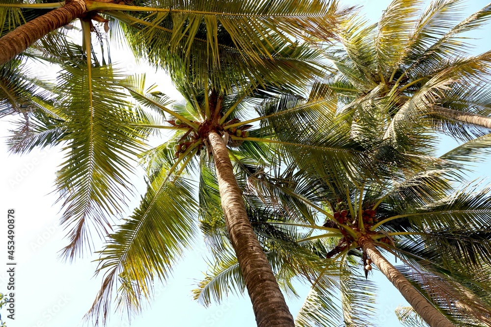 Top View of coconut tree from ground