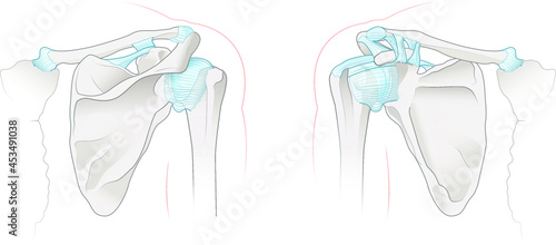 Shoulder anatomy. Joints and ligaments. Vector illustration