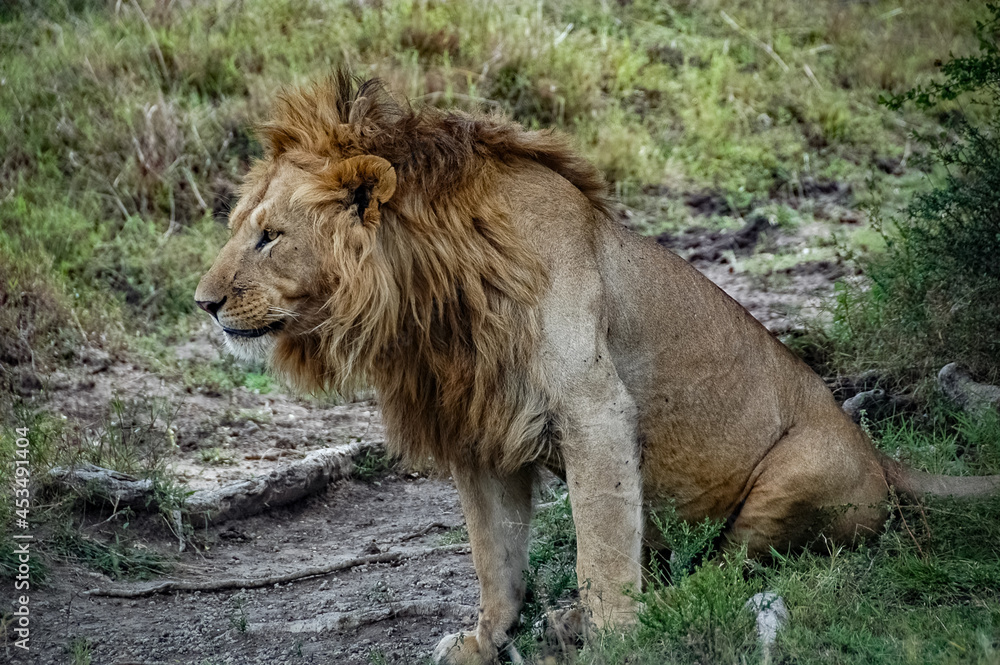 Lions roaming the Kenyan wilderness Lions roaming the Kenyan wilderness