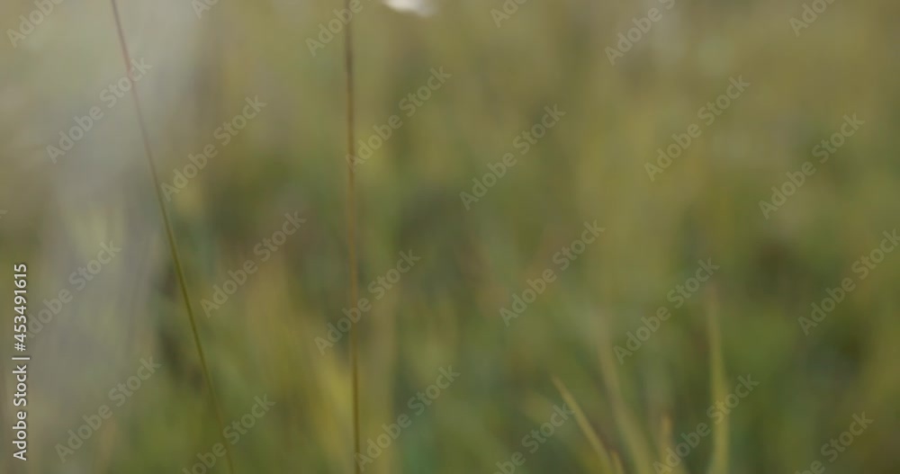 walking through the grass macro close up walking through the grass macro close up