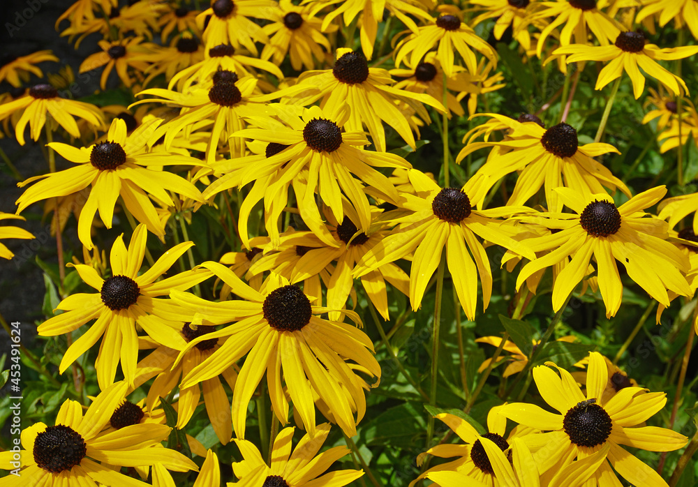 Gelber Sonnenhut, Echinacea paradoxa, yellow coneflower Gelber Sonnenhut, Echinacea paradoxa, yellow coneflower